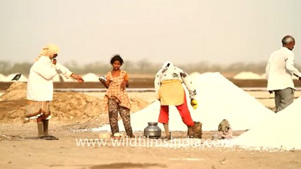 Gujarat-Salt making-4.mov