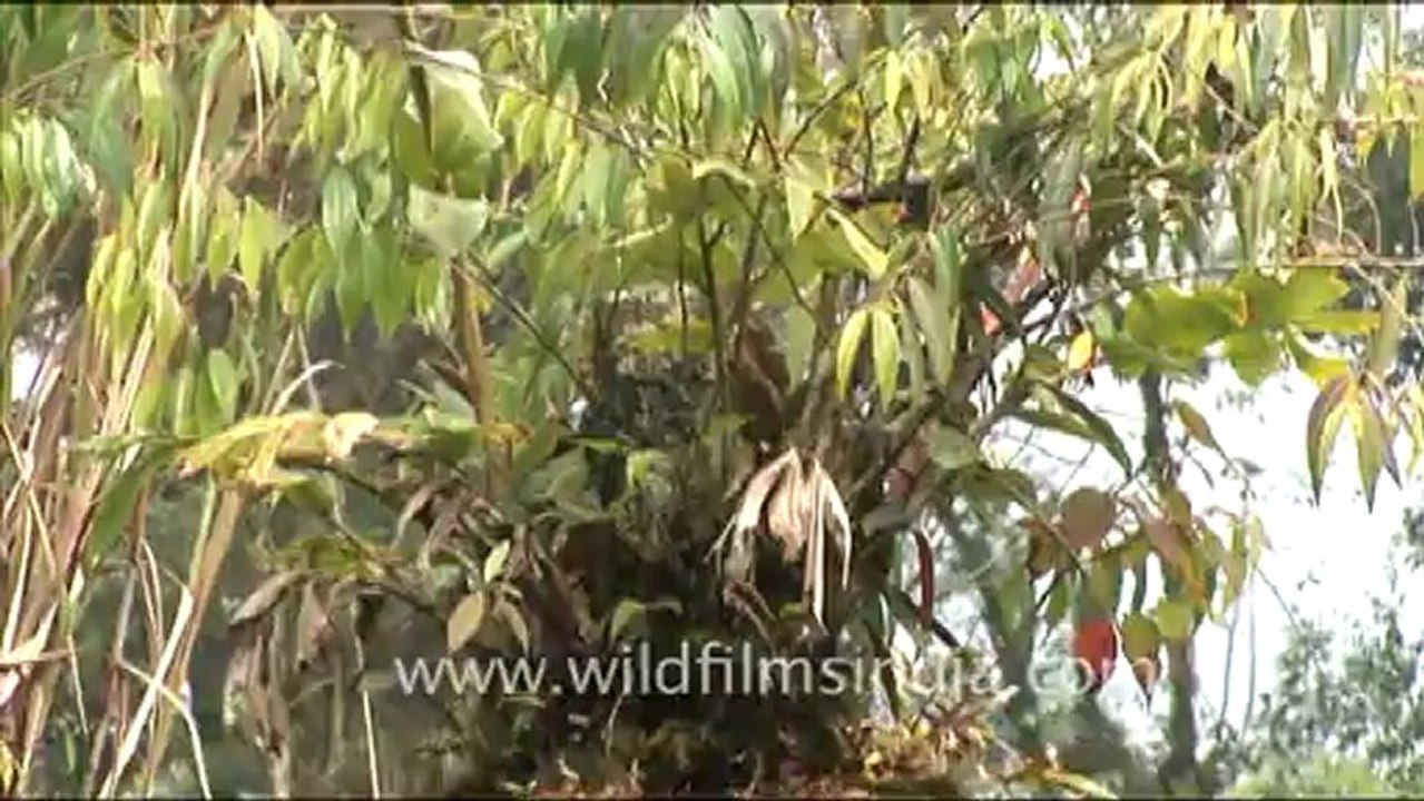 Hoolock Gibbon hdv-fx-1-tape- 13-4.mov