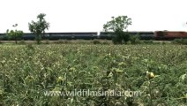 Indian countryside train-1.mov