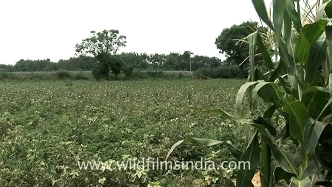 Indian countryside train-2.mov