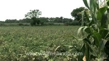Indian countryside train-2.mov