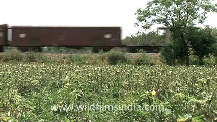 Indian countryside train-4.mov