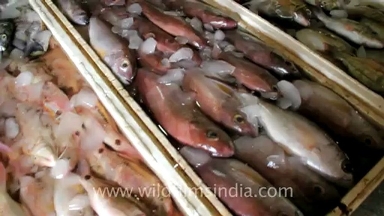 Indonesia-Bali-Fish Market-2.mov