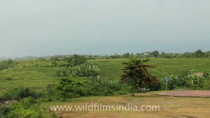 Indonesia-Bali-Tanga Lot-1.mov