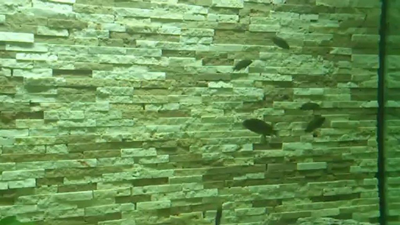 F0 KOLONİM VE YAVRULARI