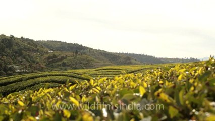 Indonesia-Sumatra-Landscapes-2.mov