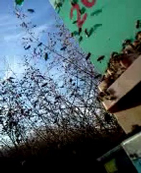 arı_ucus3_26_ara_2012