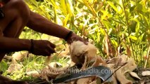 Indonesia-Sumatra-coconut catching-1.mov
