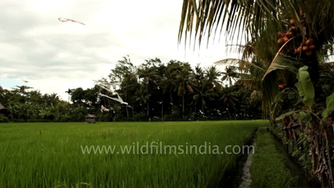 Indonesia-bali-rice fields 2.mov