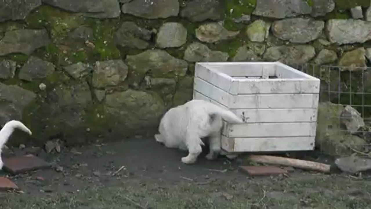Les bébés Golden à 7 semaines 1