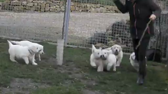 Les bébés Goldens à 7 semaines 2