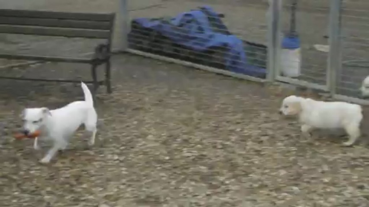 Les bébés Goldens à 7 semaines 3