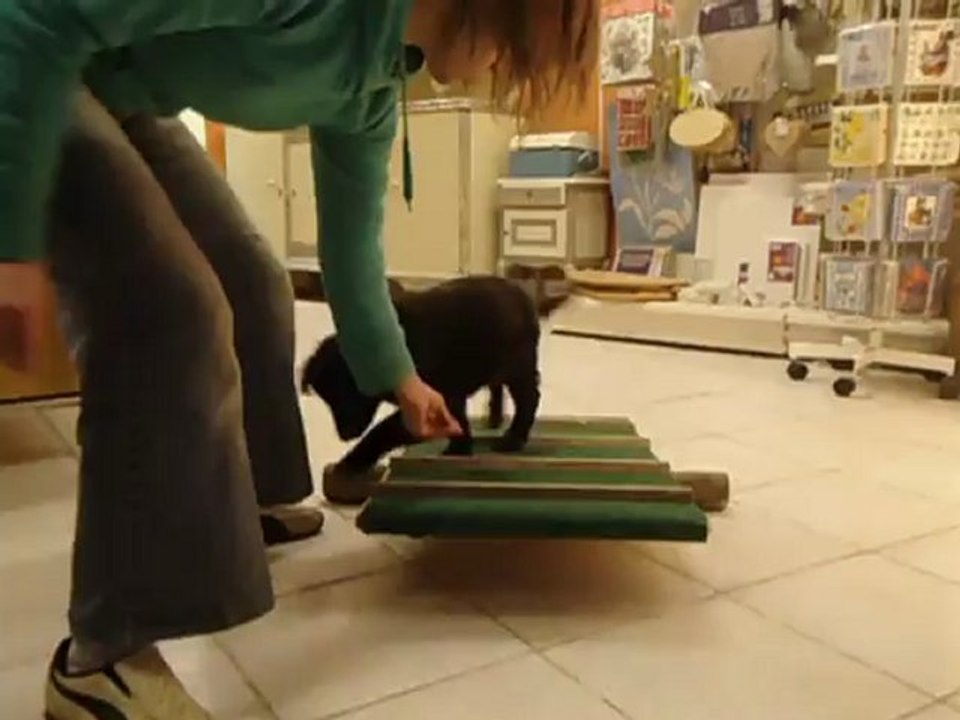 premiere petite seance d'agility