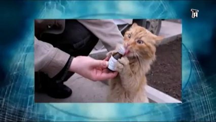 Часть 4. Болезни Цивилизации