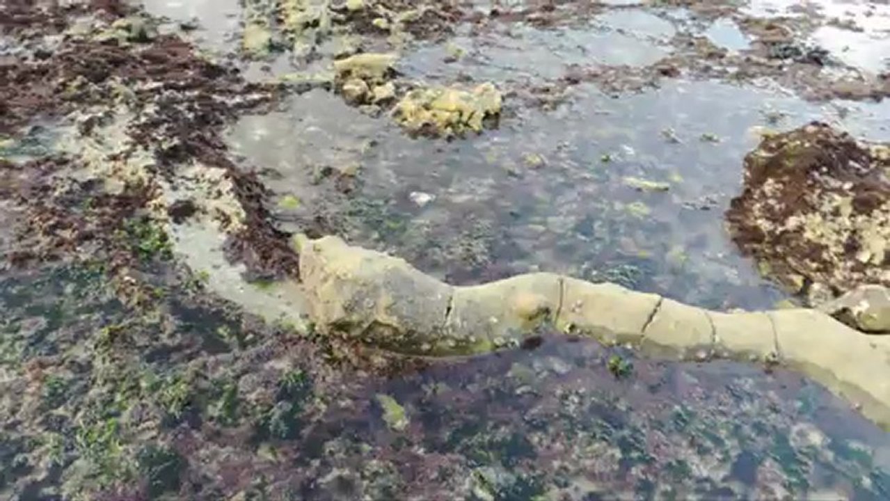 Bathicnus paramoudrae
