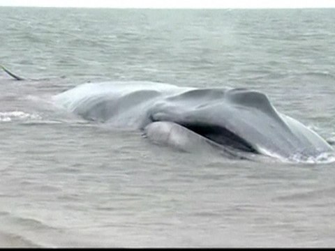 Endangered Whale Washes Ashore In New York City