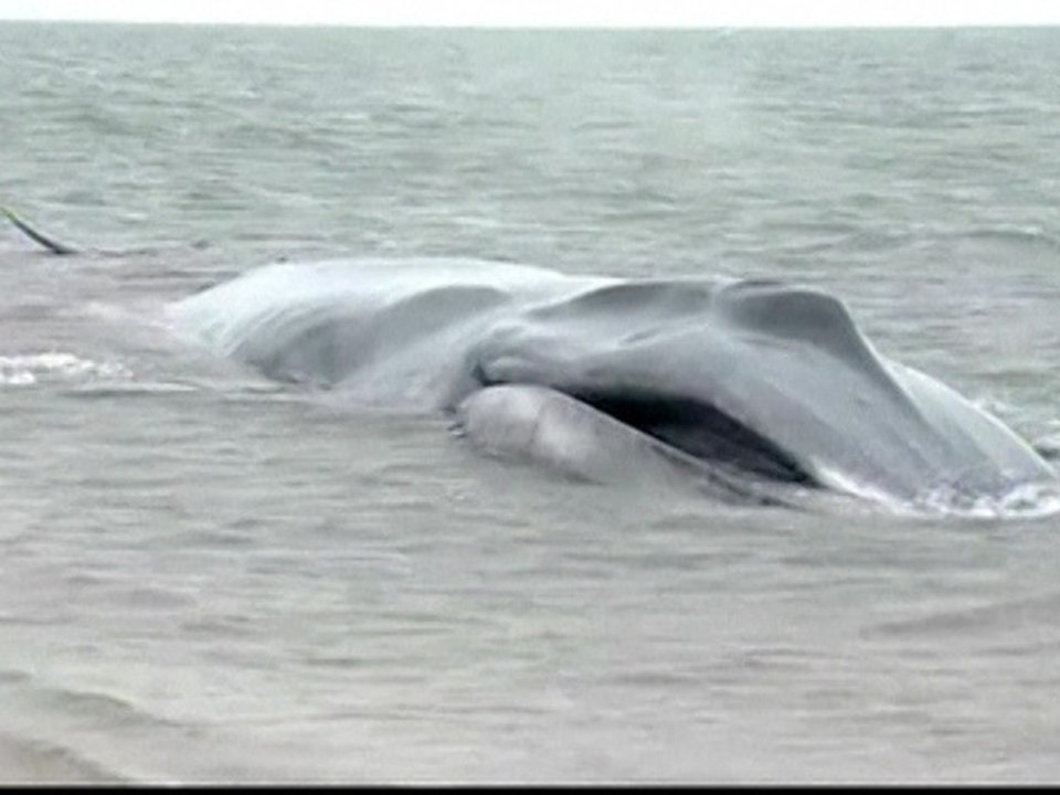 Endangered Whale Washes Ashore In New York City
