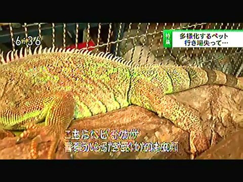 121226-1810-1858 newsterass