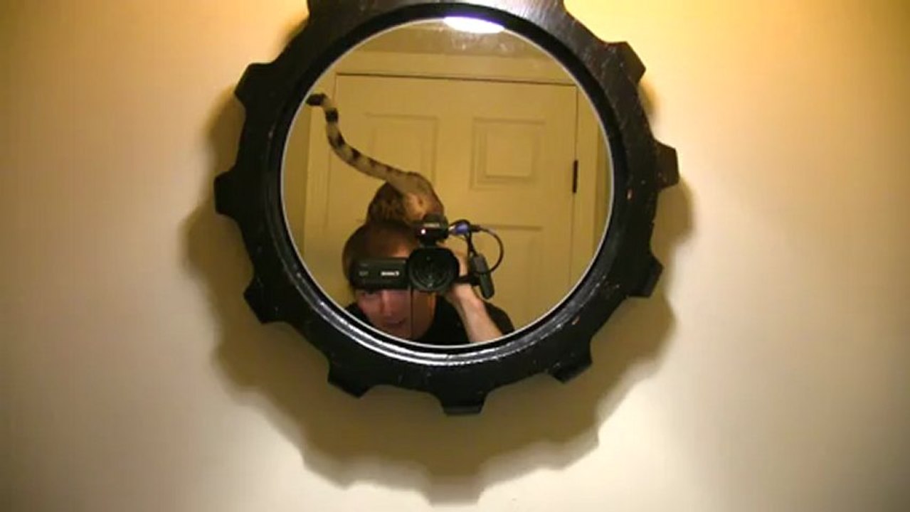 Litter Kwitter Update 2 - Cats Locked in the Bathroom Linus Cat Tips