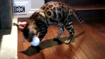 Bengal Cat Rumble Attacks Styrofoam Ball Linus Cat Tips