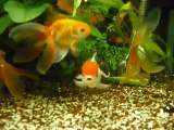 goldfish(japon balığı akvaryumu)