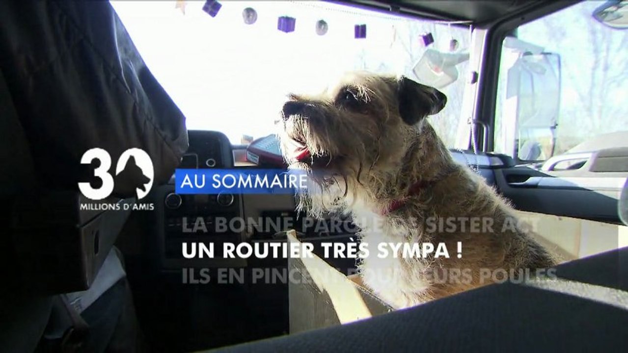 Sommaire émission 30 Millions d'Amis 29/12/2012