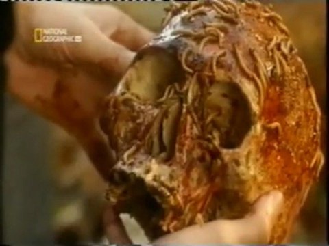 1835: El crimen de Edinburgo (Entomologia forense)