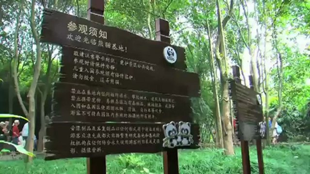 El medi ambient - El medi ambient: el panda gegant, patrimoni de la Xina