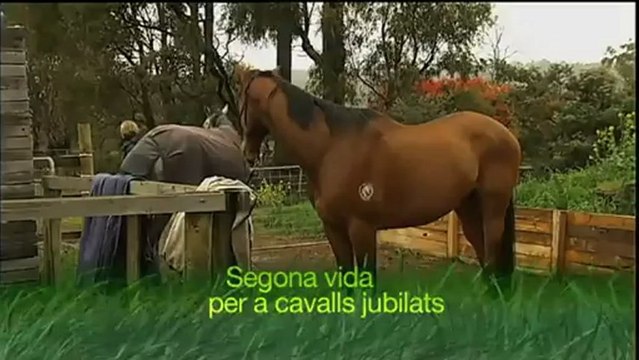 El medi ambient - Mosaic 14/12/12