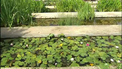 El medi ambient: Barcelona al rescat d'amfibis