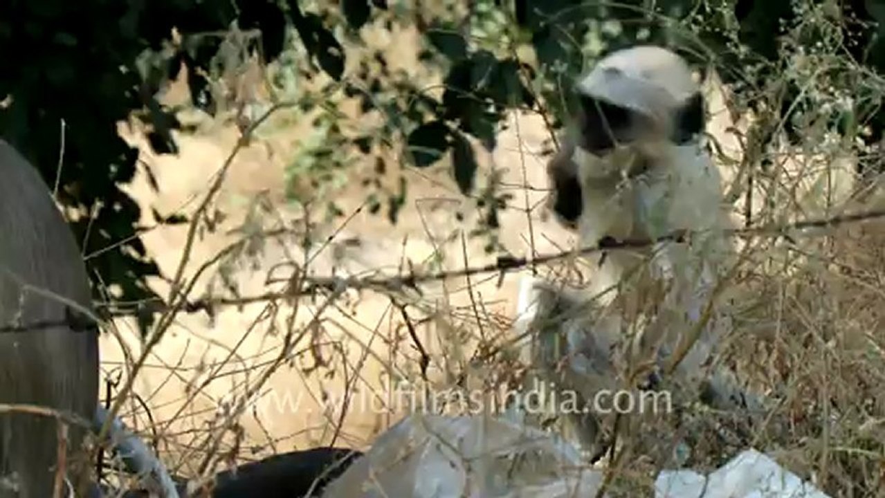 Jaisamand-hdv-tape-2.mov