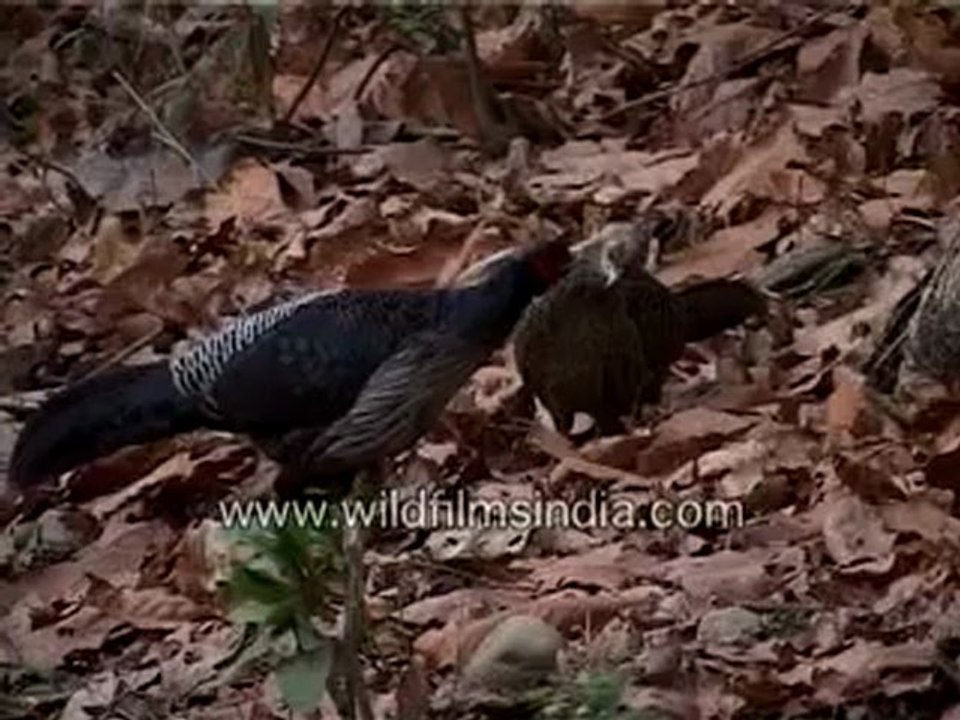 Kalij