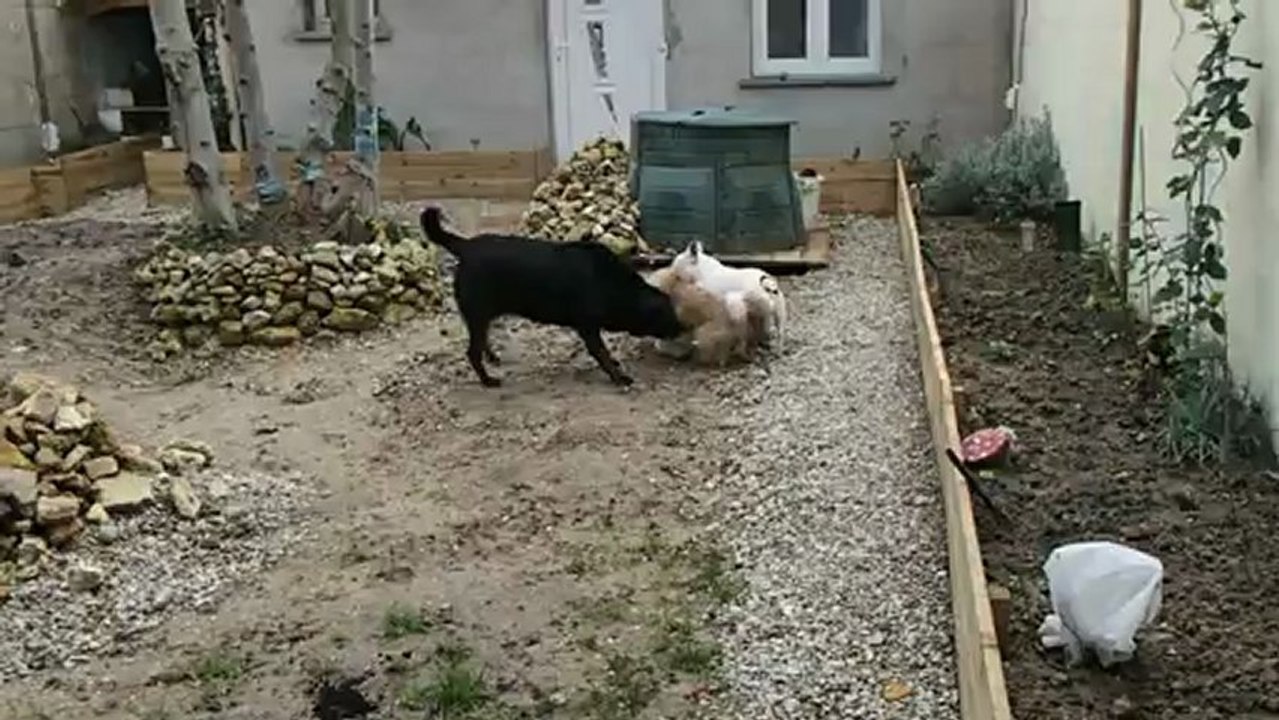 Txatxo qui joue
