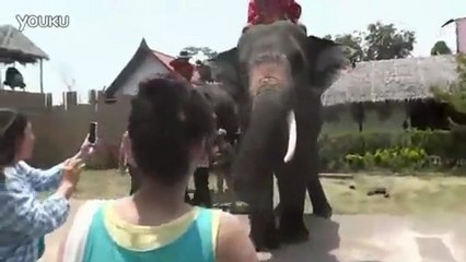 Video herunterladen: Elephant mange un téléphone portable