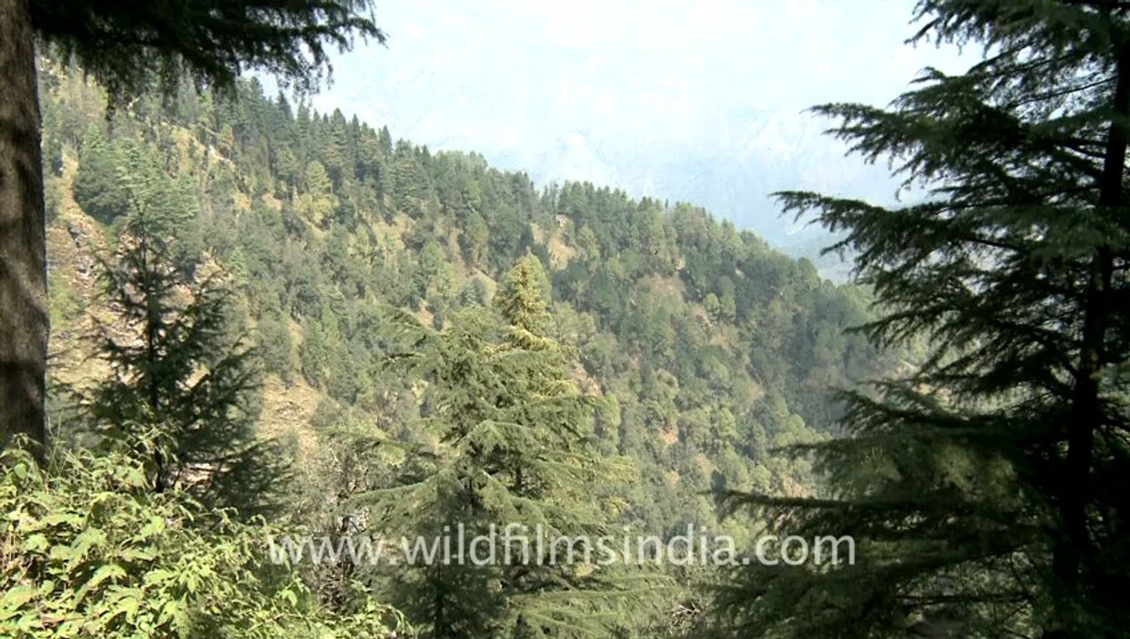Landour-3.mov
