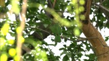 Large Green Barbet-delhi-1.mov