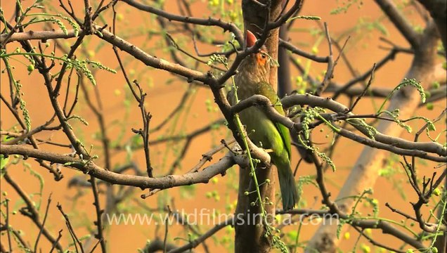 Large Green Barbet-delhi-2.mov