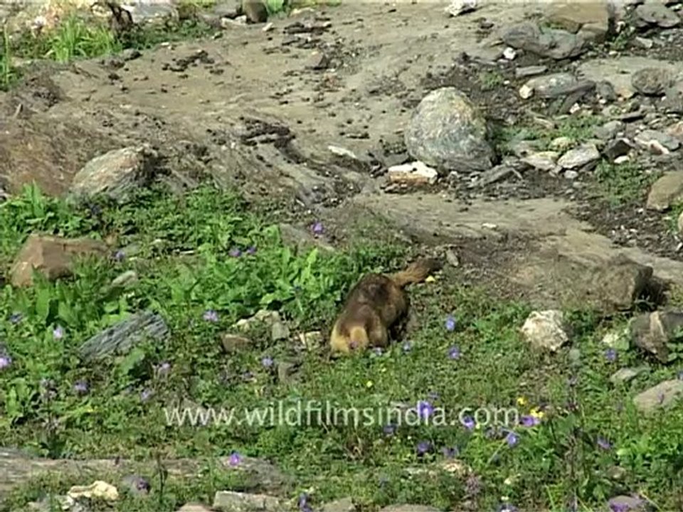 Marmots_1.mov