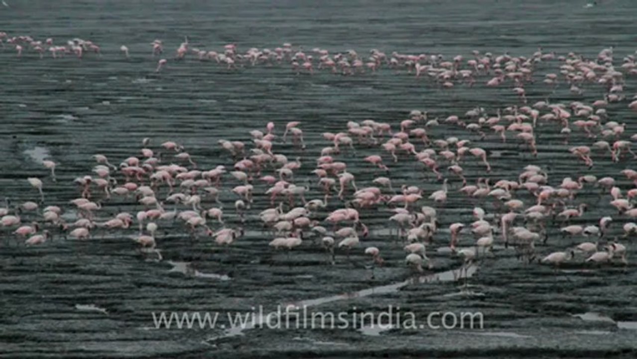 Mumbai-36.mov