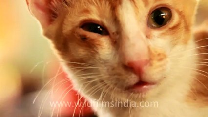 Mumbai-cat-40.mov