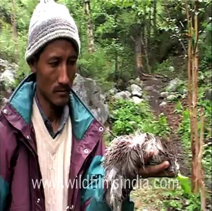 Nanda devi-1.mov