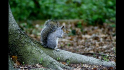 wild life and the beauty of Colchester  country park