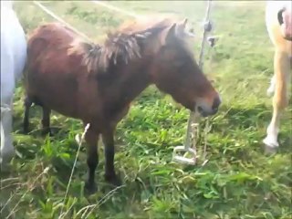 Aramis, Lou et Léon