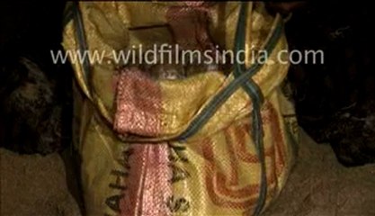 Olive ridley turtle_5-MPEG-4 800Kbps.mp4