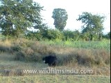 Panna national park-Sloth bear-1.mov