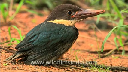 Panna-kingfisher-hdc-5.mov