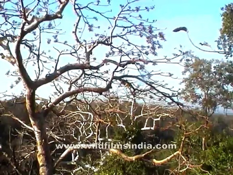 Panna-leopard-mdv-428-2.mov