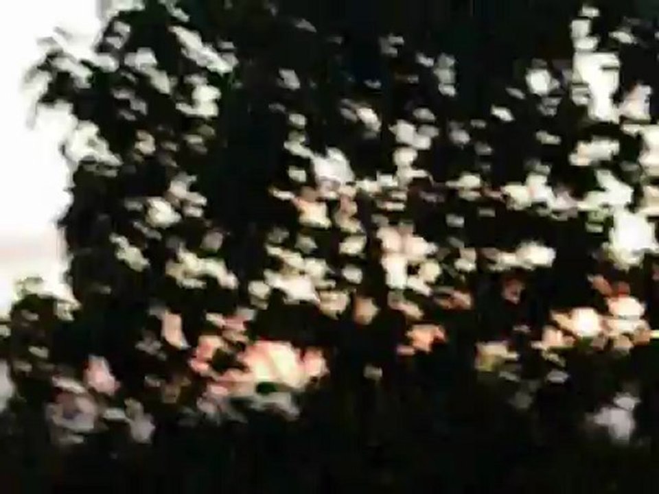 Vol d'Oiseaux en Reggae