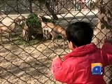 Zoo New Deers lahore 20 Dec,2010.mp4