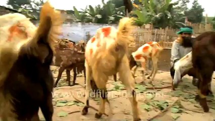 Sonepur goats sells-1.mov
